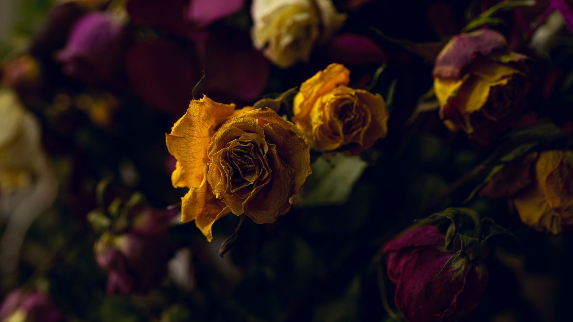 Come essiccare i fiori