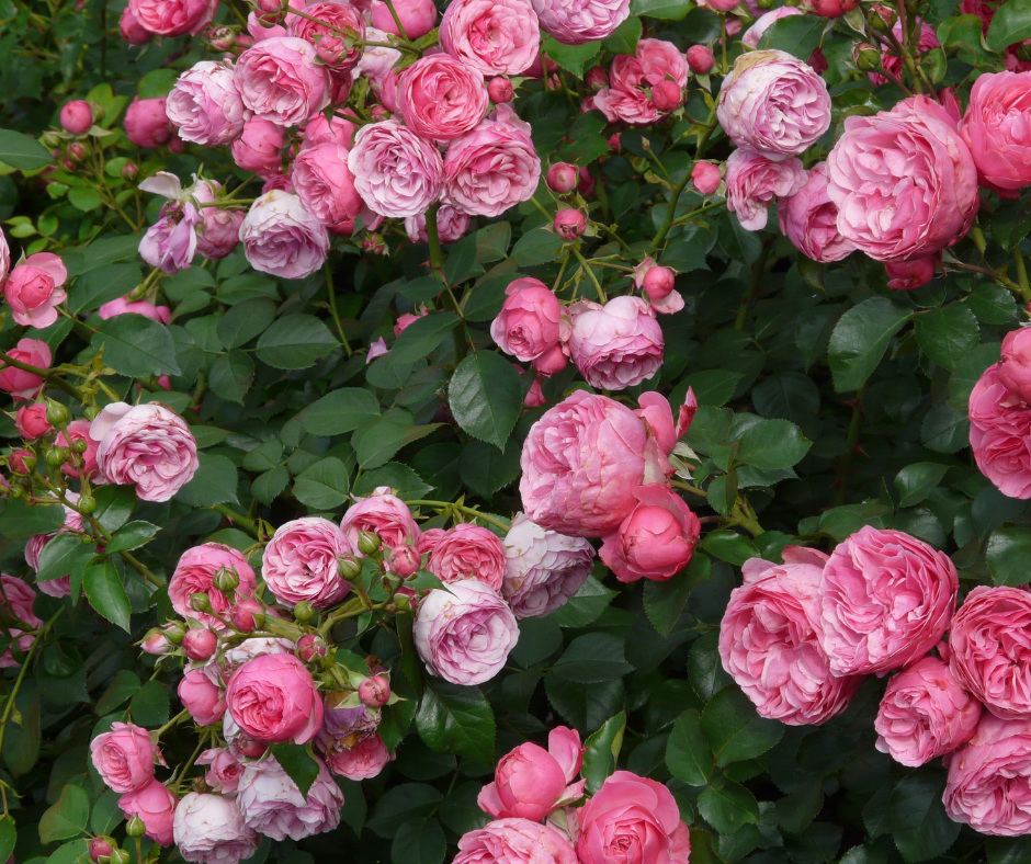La rosa: il fiore del mese di maggio