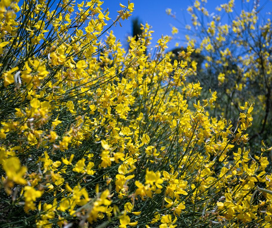 La ginestra del mio giardino!