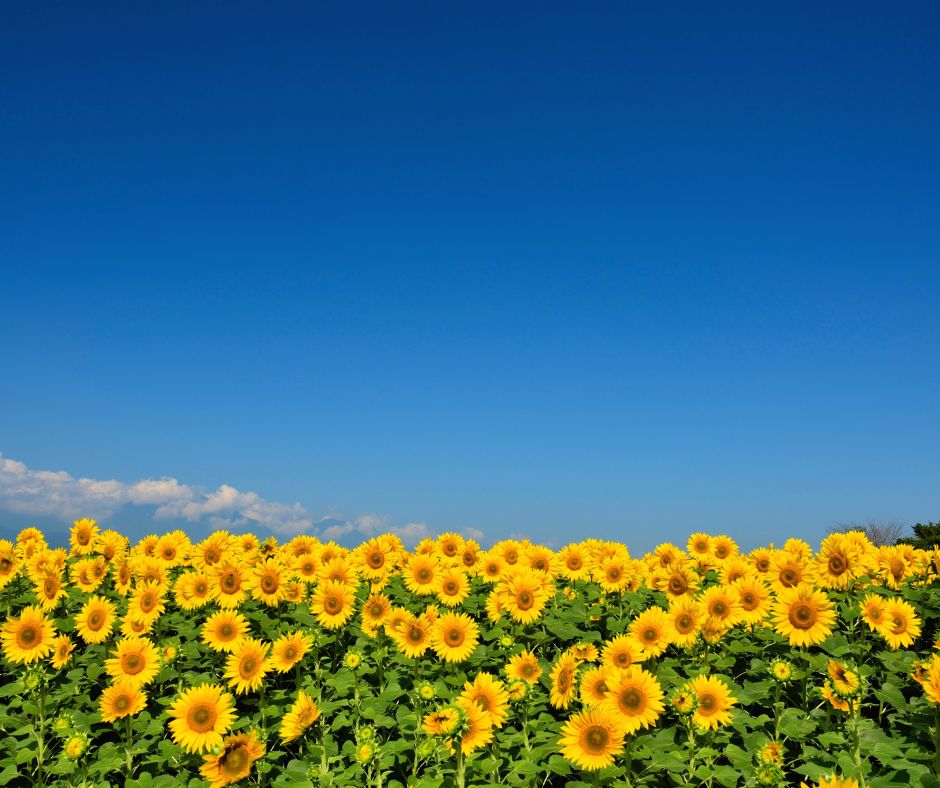 Girasoli Girasoli
