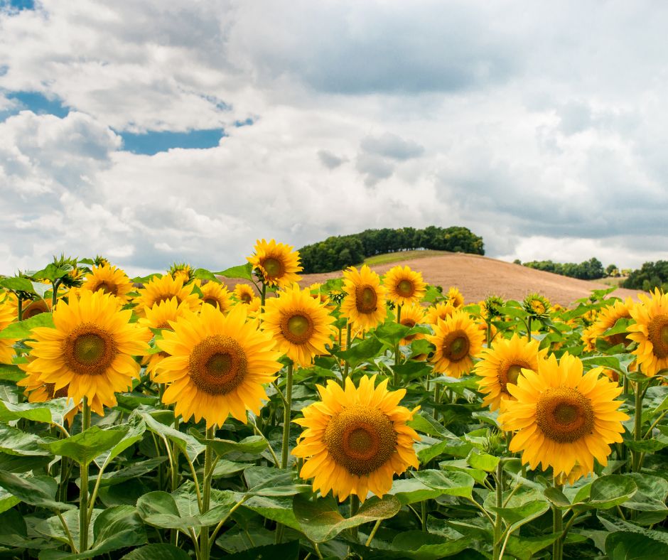 Girasole: bellezza e gioia