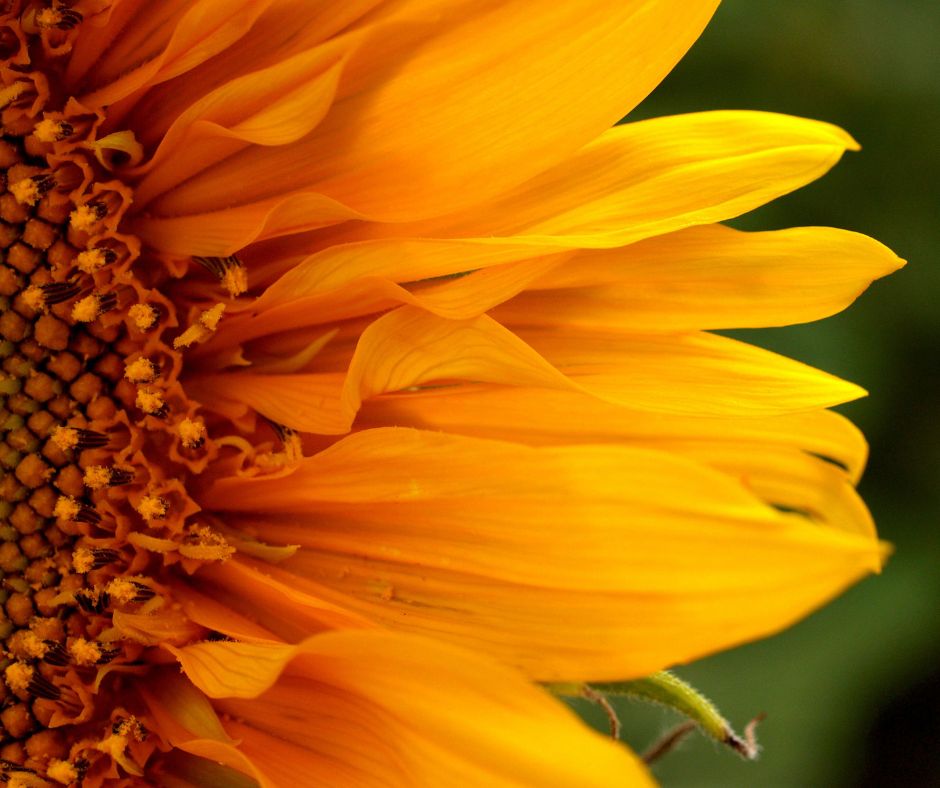 Girasoli Girasoli