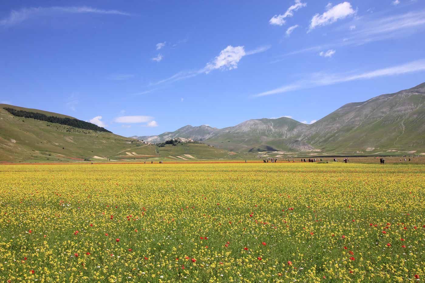Fioritura Castelluccio di Norcia
