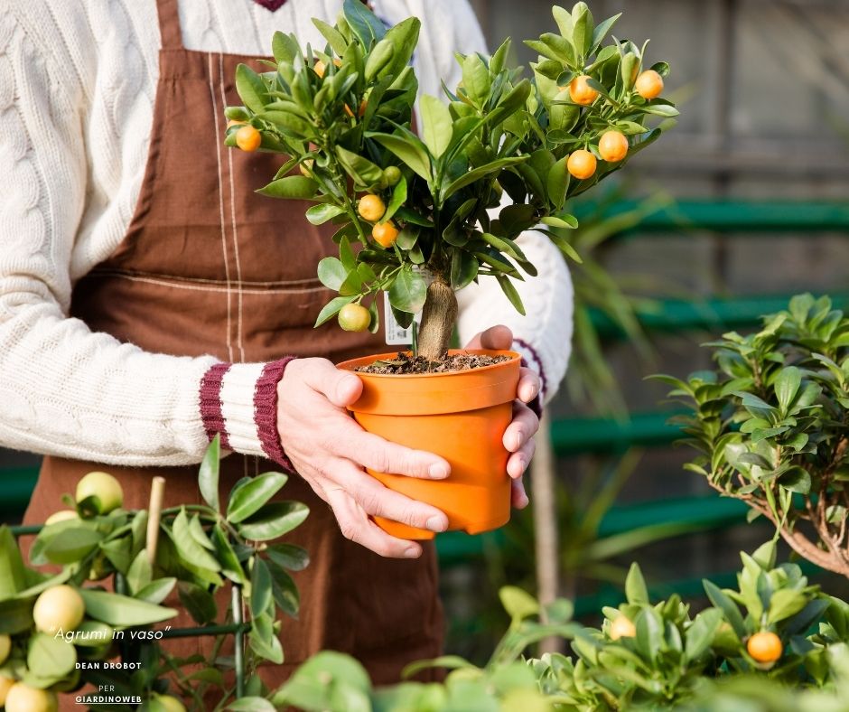 Prepariamo i Nostri Limoni in Vaso per l’Inverno.