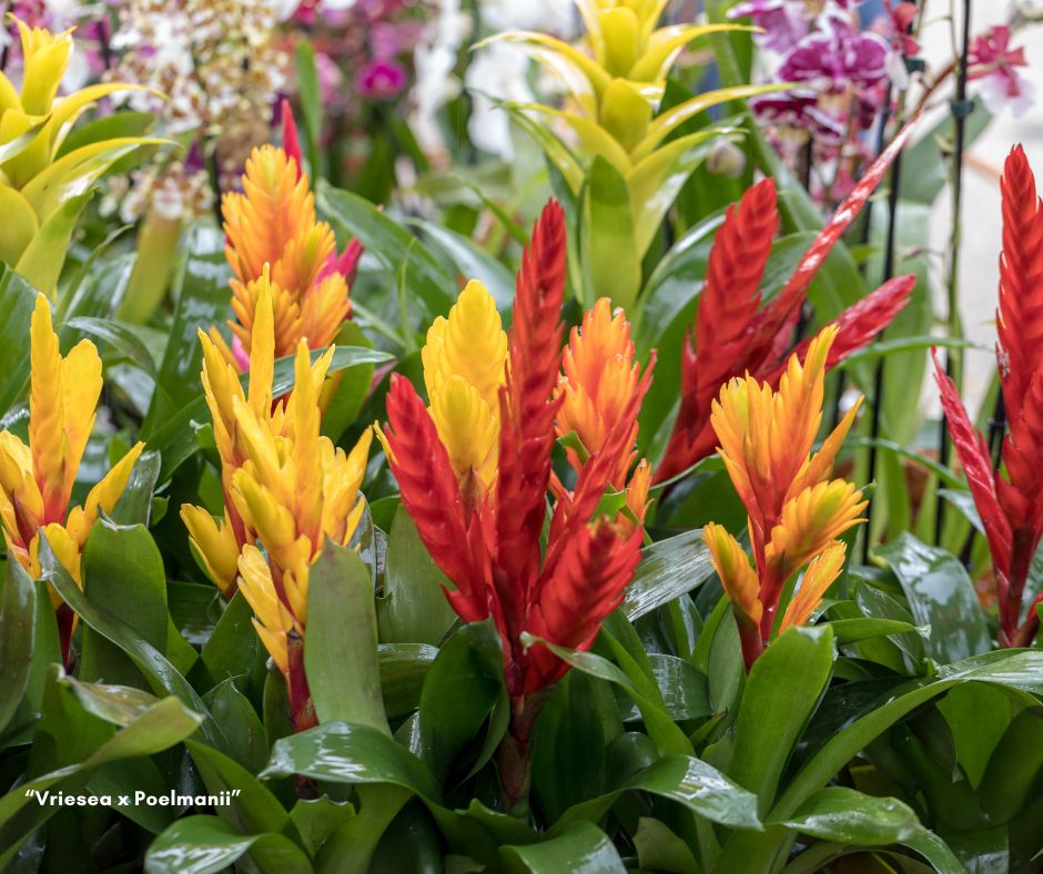 Vriesea x Poelmanii: Una Meraviglia Tropicale