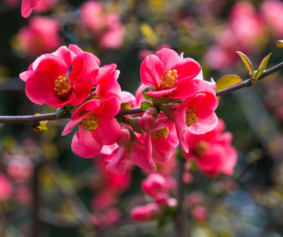 Il Cotogno Giapponese: Un piccolo alberello per il tuo giardino.