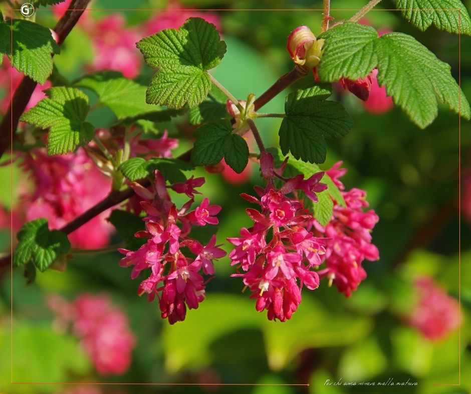 Ribes in fiore: una cascata di bellezza per il tuo giardino primaverile