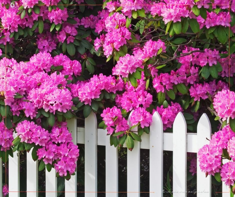 Il Rododendro: Splendore e Fascino nel Mio Giardino