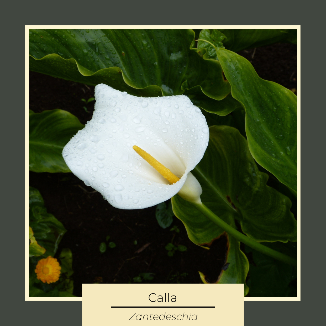 La Zantedeschia: Un Fiore Elegante che Arricchisce il Mio Giardino