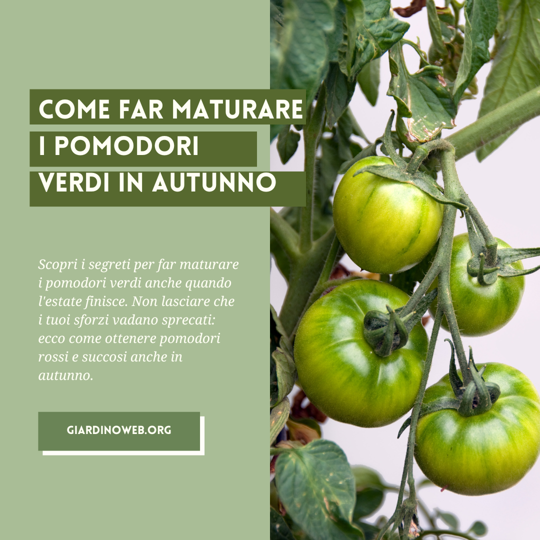 Come Far Maturare I Pomodori Verdi
