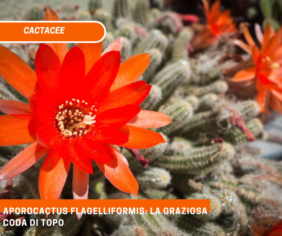 Aporocactus flagelliformis: La graziosa coda di topo