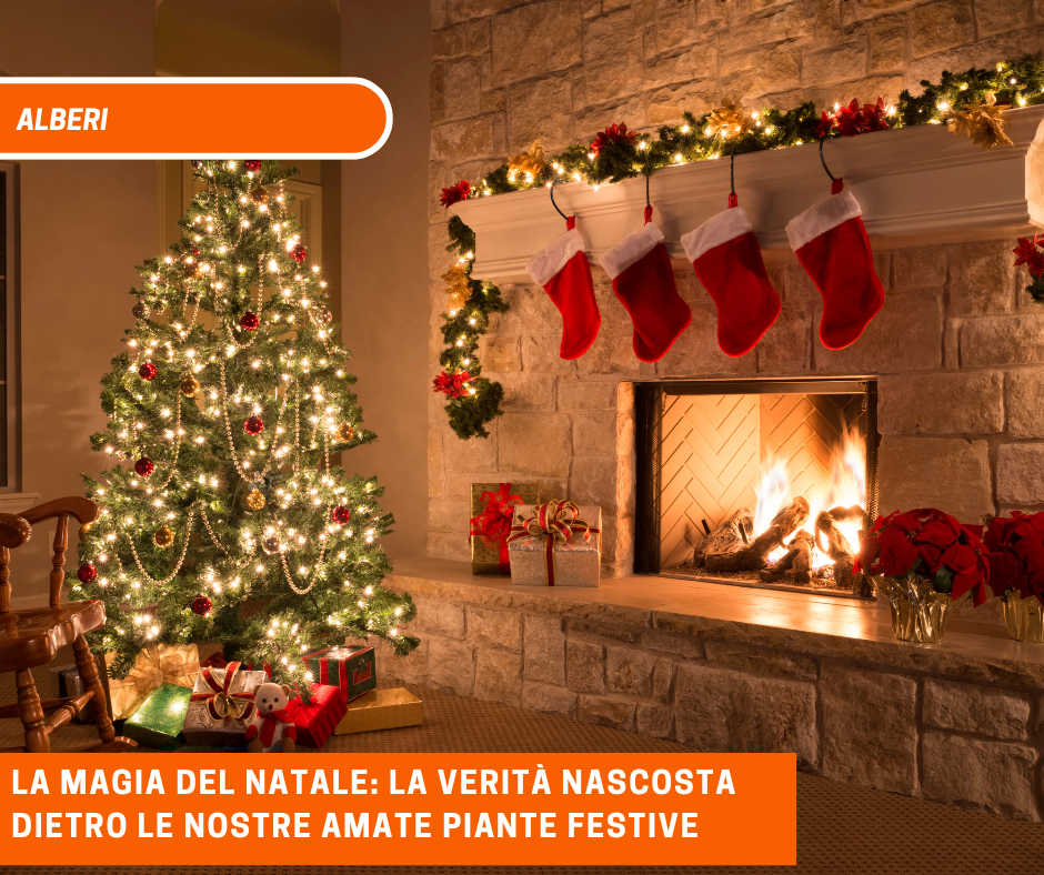 La magia del Natale: la verità nascosta dietro le nostre amate piante festive