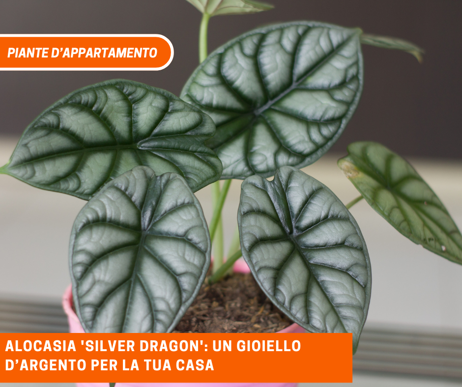 Alocasia ‘Silver Dragon’: un gioiello d’argento per la tua casa
