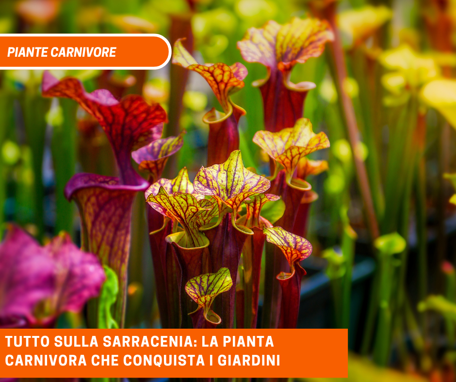 Tutto sulla Sarracenia: la pianta carnivora che conquista i giardini