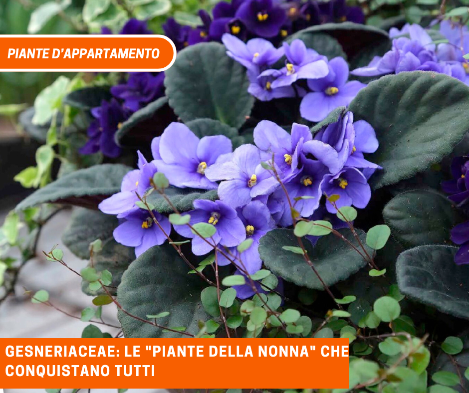 Gesneriaceae: le “piante della nonna” che conquistano tutti