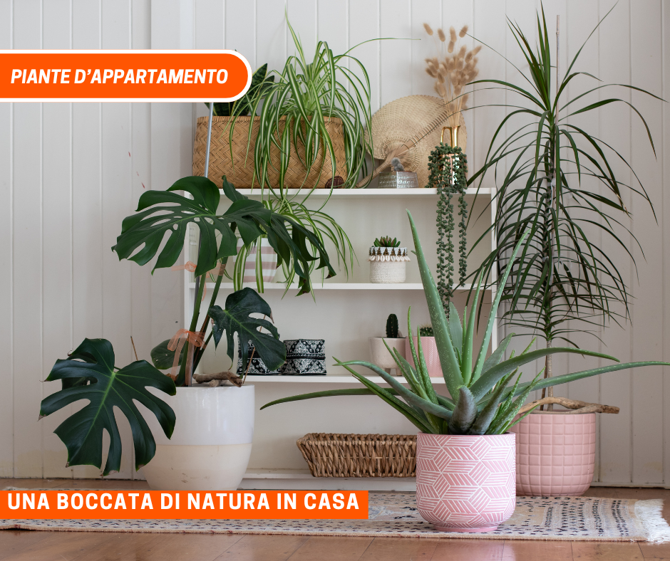 Piante da interno: una boccata di natura in casa