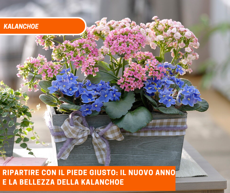 Ripartire con il piede giusto: il nuovo anno e la bellezza della Kalanchoe