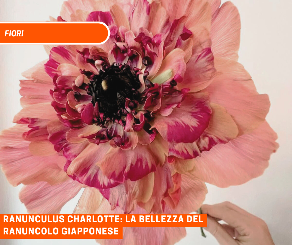 Ranunculus Charlotte: la Bellezza del Ranuncolo Giapponese