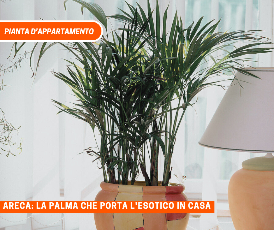Areca: la palma che porta l’esotico in casa