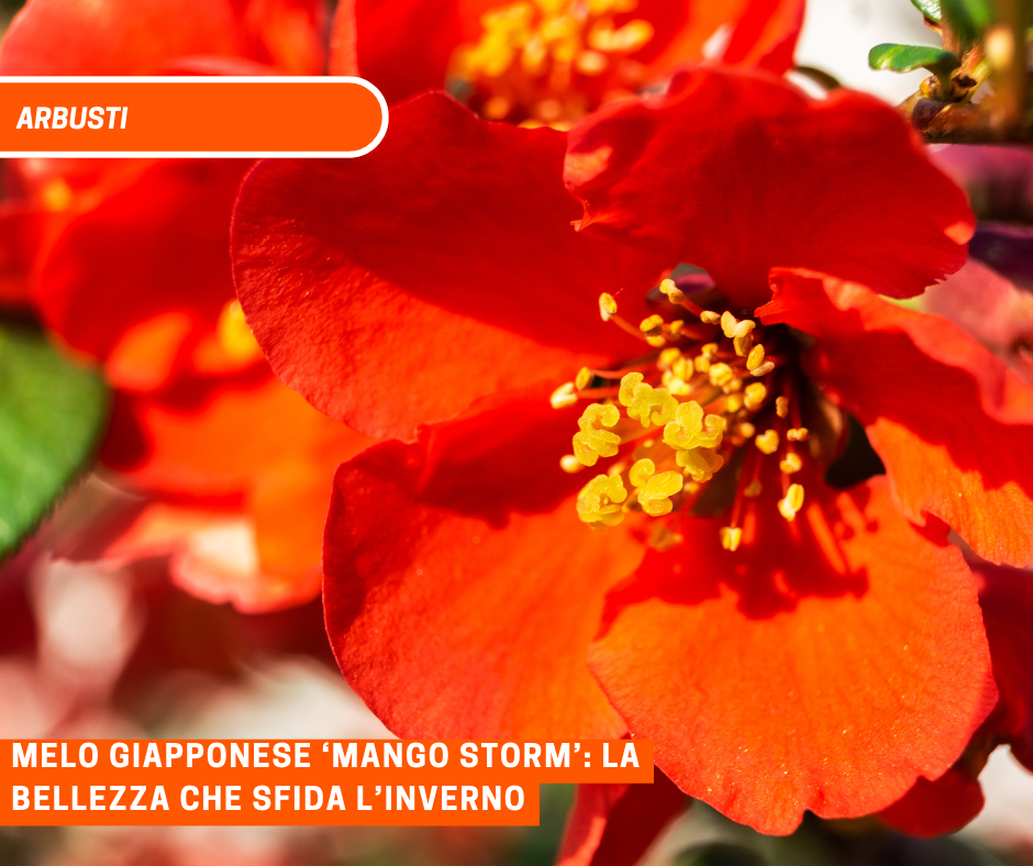 Melo Giapponese ‘Mango Storm’: la bellezza che sfida l’inverno