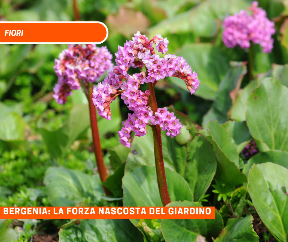 Bergenia: la forza nascosta del giardino