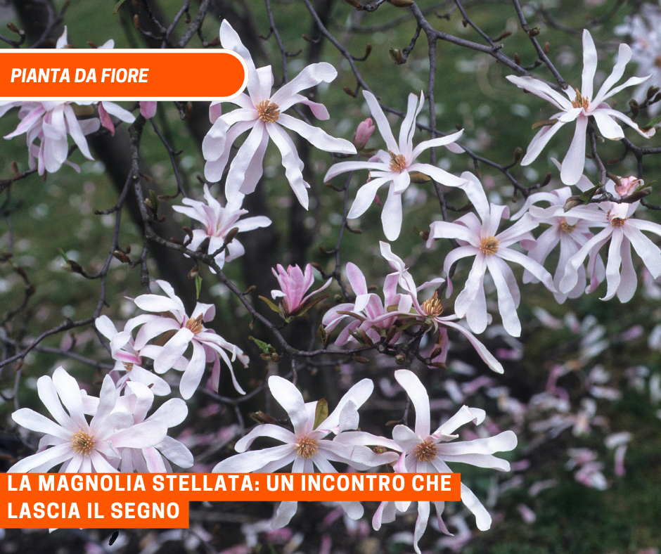 La Magnolia stellata: un incontro che lascia il segno