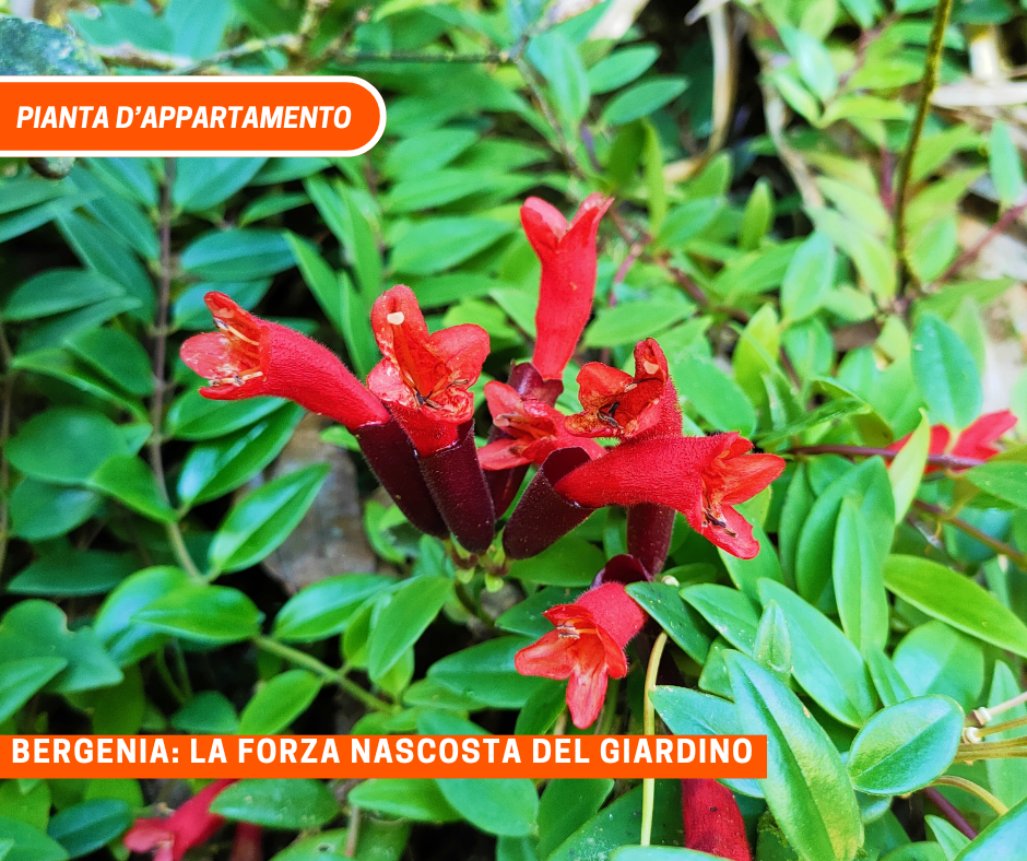 Aeschynanthus ‘Japhrolepis’: la pianta dai fiori a labbra rosse
